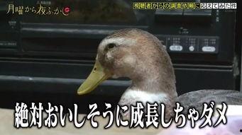 娱乐吃瓜酱鸭鸭视频大全